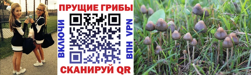 hydra ССЫЛКА  Алейск  Псилоцибиновые грибы Psilocybe  где продают наркотики 